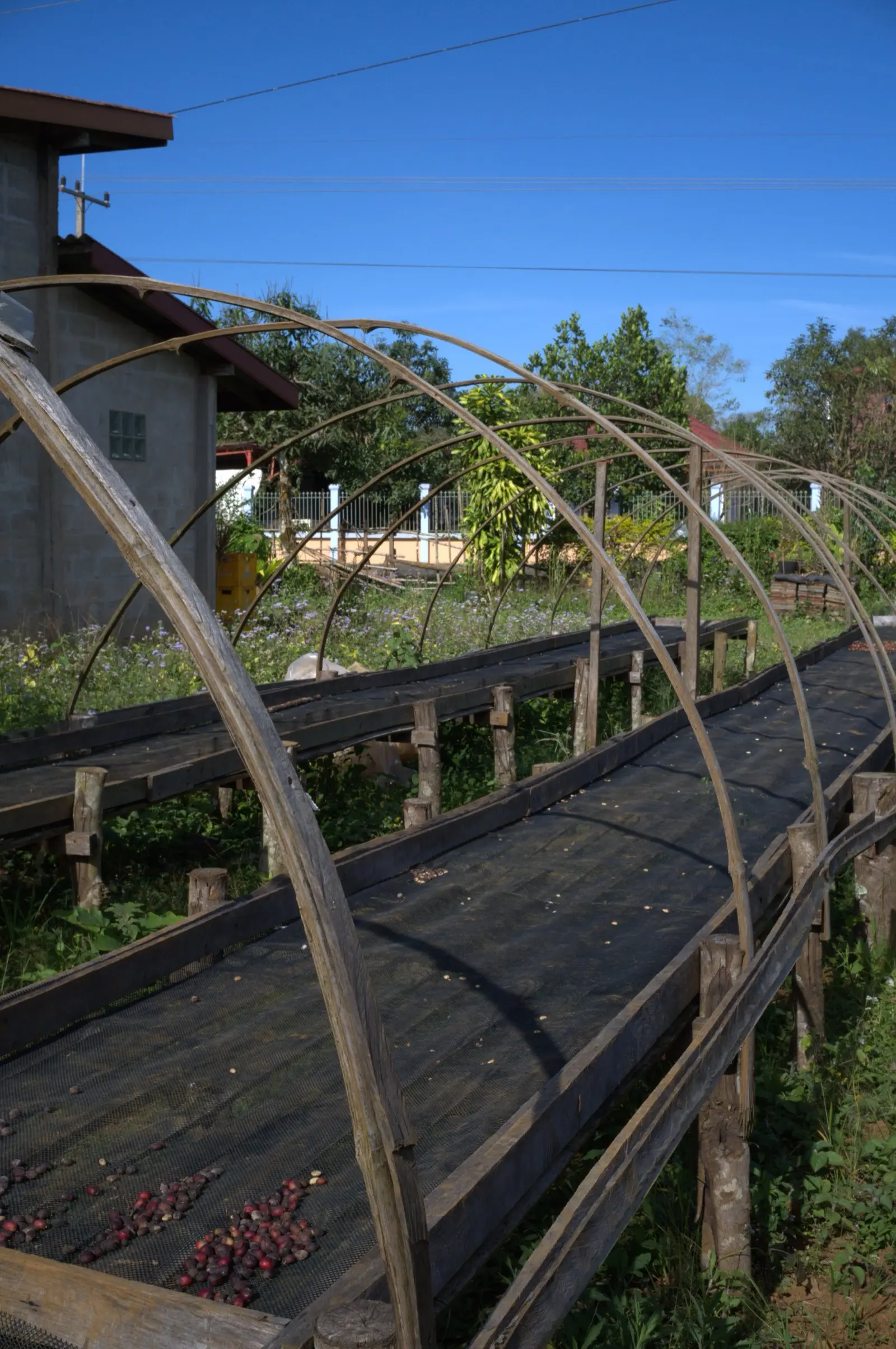 コーヒー乾燥設備